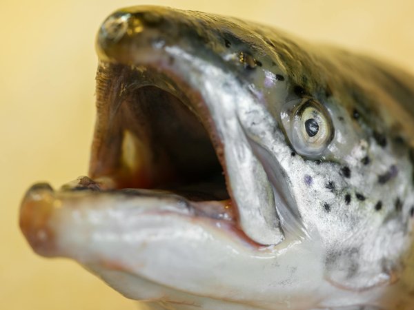 Explorez les meilleures offres d'emploi pour dentistes en france